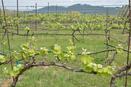 grape vines in early bloom during the spring of the year,not fruit yet.の写真素材