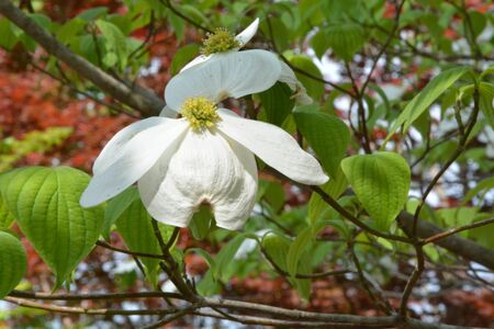 Dogwood bloom during the spring in North Carolinaの写真素材