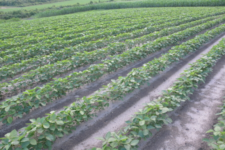 Rows of soybean crops in the field during the summerの写真素材