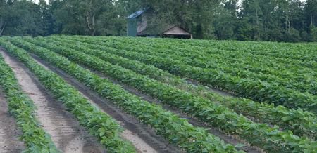 Rows of soybean crops in the field during the summerの写真素材