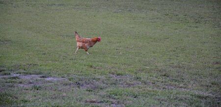 rooster walking in the yardの写真素材