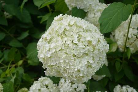 large white snowball flower in full bloom.の写真素材