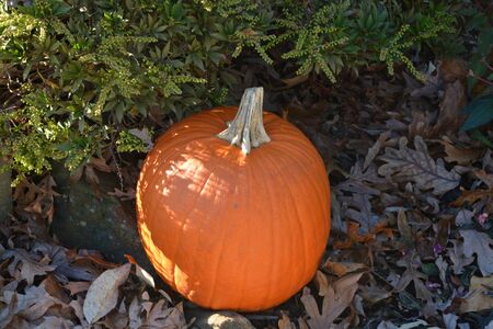 Large orange pumkin in the yard during the fall.の写真素材