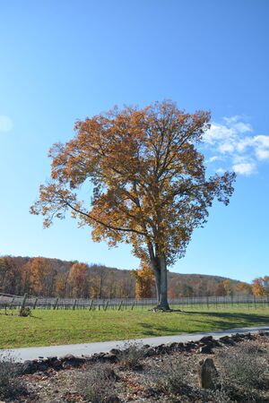 Fall of the year in the mountains of North Carolina. の写真素材
