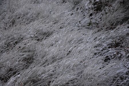 Frozen grass in the winter time.の写真素材