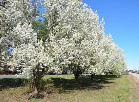 A pear tree in bloom during the spring of year in North Carolina.の写真素材