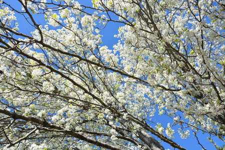 A pear tree in bloom during the spring of year in North Carolina.の写真素材