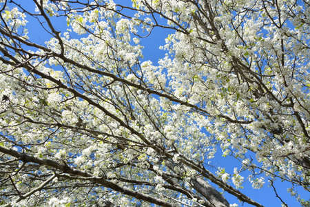 A pear tree in bloom during the spring of year in North Carolina.の写真素材