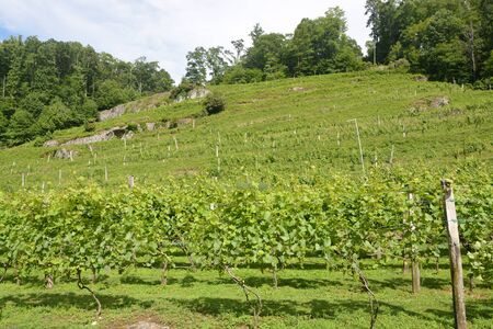 Grape plants on the vine in North Carolina during the summer.の写真素材