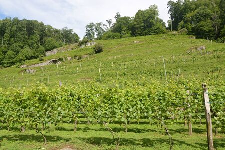 Grape plants on the vine in North Carolina during the summer.の写真素材