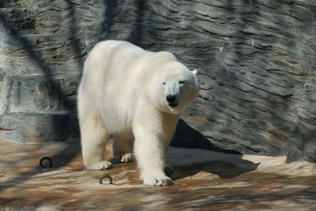 polar bear