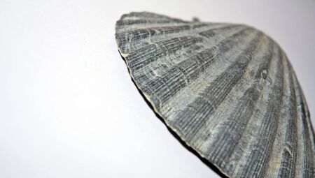 shellの写真素材