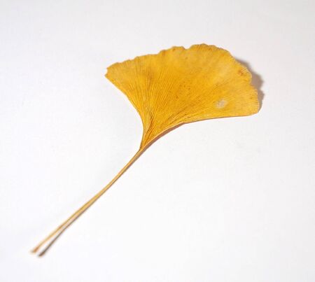 Ginkgoの写真素材