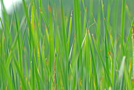 reedsの写真素材