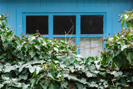 Old house behind a green fence of bushesの写真素材