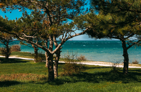 Pine grove with a path overlooking the sea Gelendzhik bay and blue sky. Gelendzhik, Russiaの写真素材