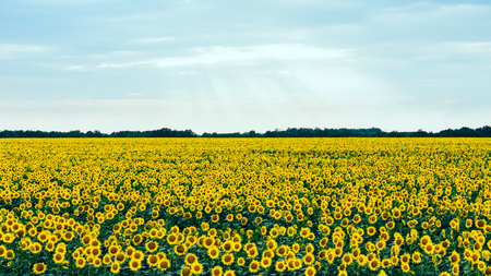 Field with bright yellow sunflowers in summer against the sky. Landscape.の写真素材