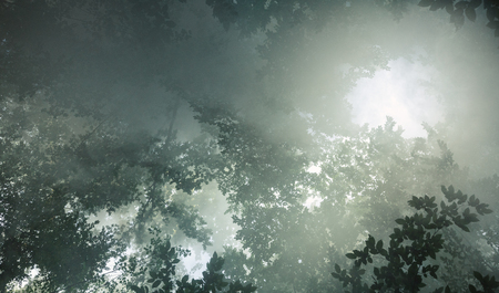 Morning sunlight makes its way through the leaves of the trees and the fogの写真素材
