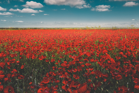 Field of red poppies against the blue sky scenic landscapeの写真素材