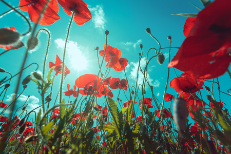 Closeup of fresh, red poppy flowers on a green field, in the sun, scenic sceneの写真素材