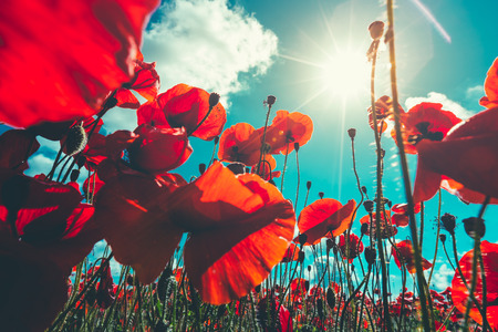 Closeup of fresh, red poppy flowers on a green field, in the sun, scenic sceneの写真素材