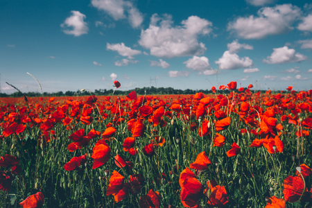 Field of red poppies against the blue sky scenic landscapeの写真素材
