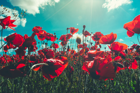 Closeup of fresh, red poppy flowers on a green field, in the sun, scenic scene