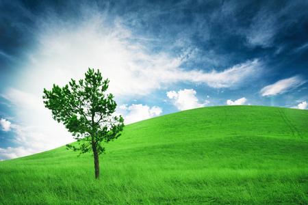 Lonely tree on hill. Cloudy weather. Conception contemplation of nature.の写真素材