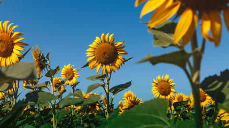Sunflower Field Landscape. Countryside Agriculture Concept