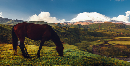 Brown Horse Grazing In Mountain Field Valley On Background Of Mount Elbrus. Rural Countryside Conceptの写真素材