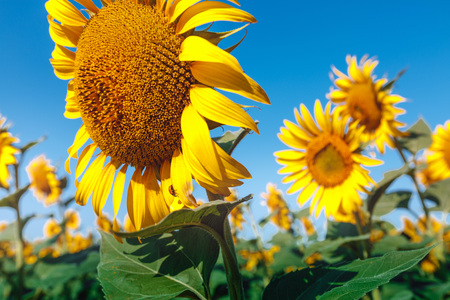 Sunflower Field Landscape Close-up. Countryside Agriculture Conceptの写真素材