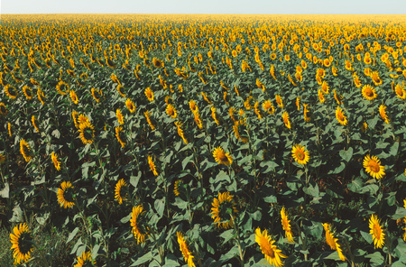 Yellow Sunflower Field And  Sky Landscape. Countryside Agriculture Conceptの写真素材