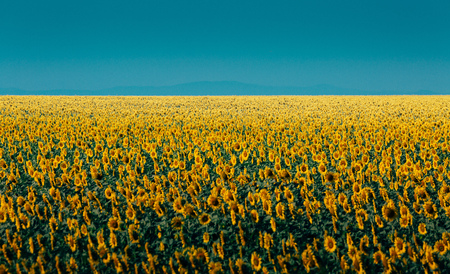 Colorful Sunflower Meadow Landscape In Summer On Blue Sky Background. Countryside Agriculture Conceptの写真素材