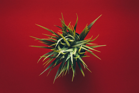Green Plant On Red Background, Flat Lay. Creative Conceptの写真素材