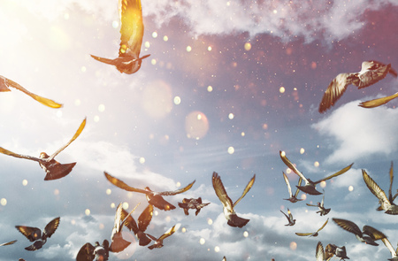 Flock Of Doves Flying In Blue Sunny Sky. Freedom Peaceの写真素材