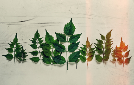 Forest treeline made of green leaves on bright background. Minimal nature creative concept. Flat lay Toned And Scratchesの写真素材