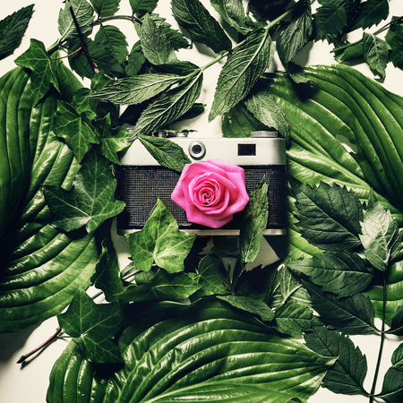 Vintage film camera in green leaves with a pink bud on the lens, top view. Retro technology creative conceptの写真素材