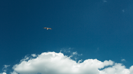 Freedom Peace Independence Concept. Pigeon Fly In The Blue Skyの写真素材