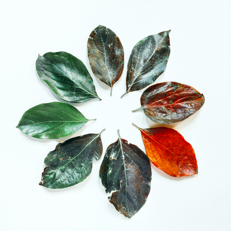 Creative concept of time. Times of the year. Achievement, motivation, business, health. Circle, the time scale of colorful autumn leaves on white background. Flat layの写真素材