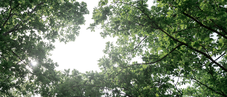 Picturesque forest landscape against the sky. Tree tops in the summerの写真素材