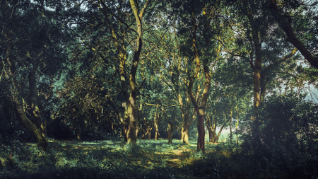 Fabulous scenic forest landscape in summer. The concept of colorful natural beauty of nature. Solitude, enjoying the view, rest and contemplation conceptの写真素材