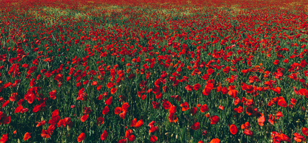 Field of poppies. Scenic natural designの写真素材
