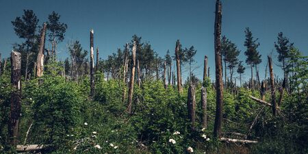 Dead pine trees after forest fire next to new plants. Concept of consequences of forest fires,...