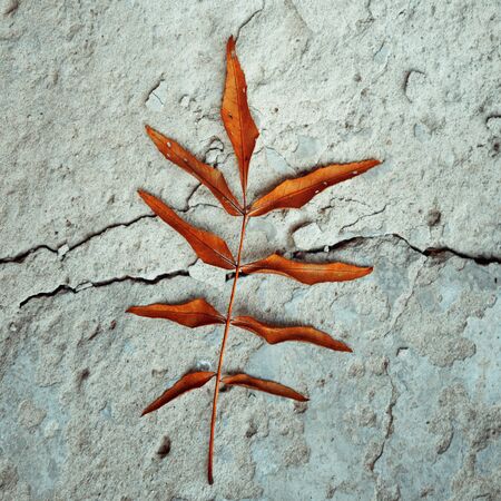 Red orange leaf lies on a gray stone, top view. Global Autumn Design Concept