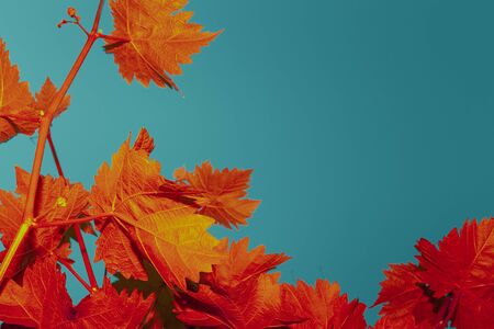 Colorful natural pattern, red and orange leaves on a blue sky background. Banner, wallpaper, landscape details, design, design conceptの写真素材