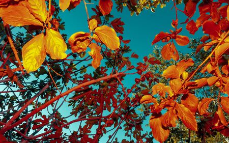 Creative colorful layout of exotic plants on blue sky background. Background, banner, nature pattern conceptの写真素材
