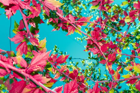 Creative colorful layout of exotic plants on blue sky background. Background, banner, nature conceptの写真素材