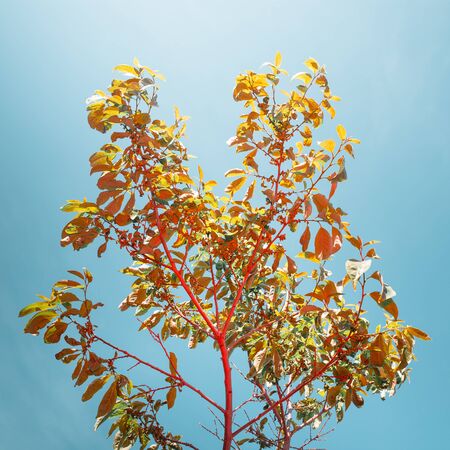Creative Image Of Young Tree On Background Of Blue Sky As Symbol Of New Life. Colorful Natural Patternの写真素材