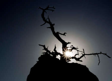 The tree silhouette on sunriseの写真素材