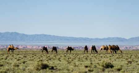 camels in Gobiの写真素材